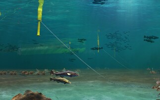 CGI of how a seaweed farm between offshore wind turbines could cultivate seaweed? | Credit: Smartland