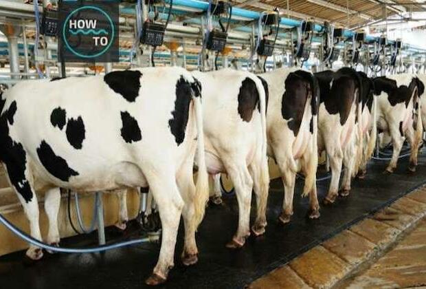 Call to abolish subsidies for U.S. dairy industry