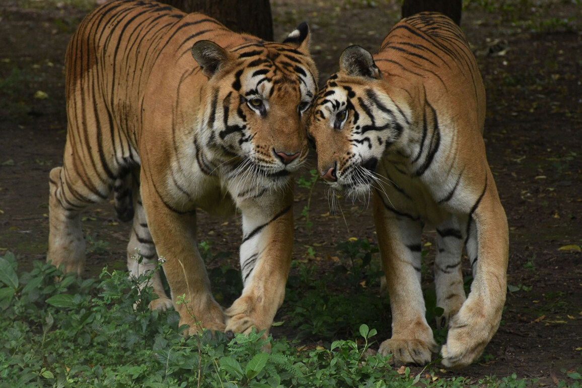 Another feather in India's Tiger conservation story, under 5% mortality recorded in over 4 years