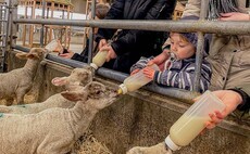 Farms prioritise hygiene ahead of Easter lambing events