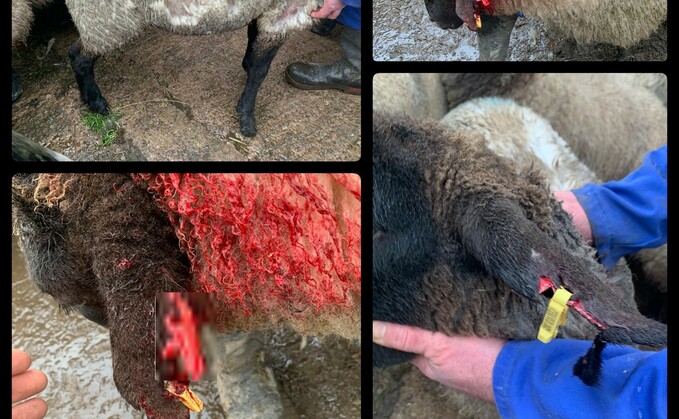 One sheep had cuts to its ear while its fleece had been pulled from its body by the dog (Cheshire Police Rural Crime Team)