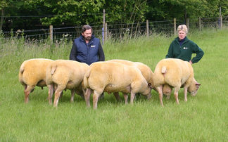 UK's oldest Charollais flock disperses