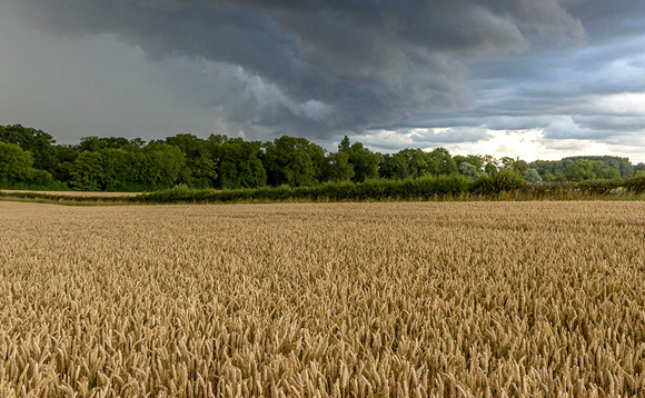 Crops protected by bespoke disease forecasting