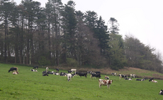 Using sexed and beef strategy to speed up herd's genetic gain