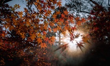  Canada Carbon plans to plant one maple tree for every tree cut down during development. 