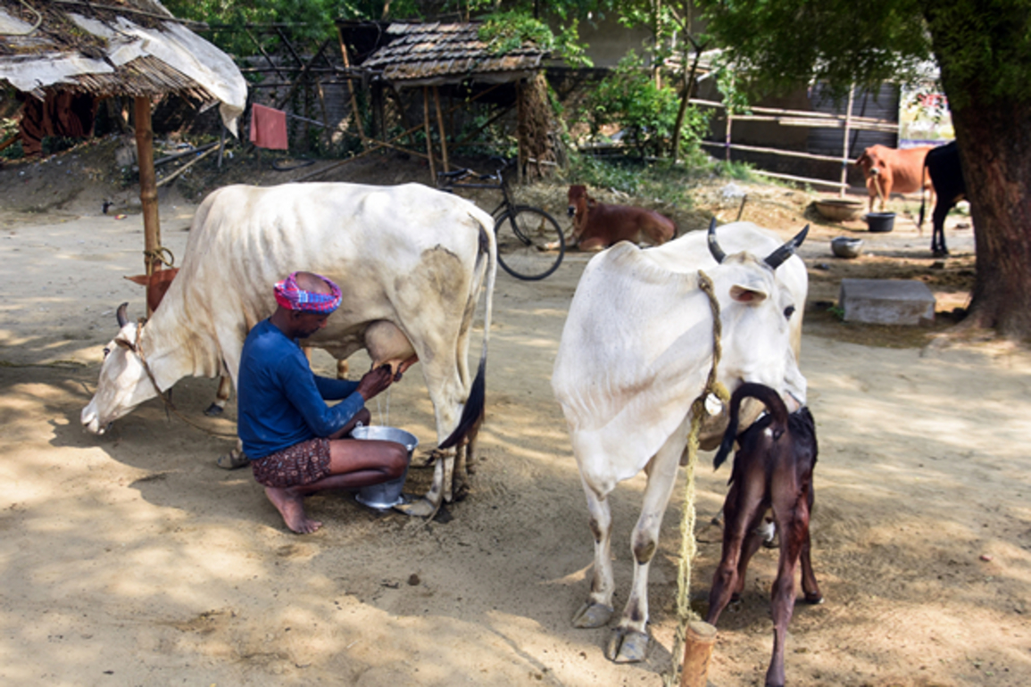 Opening India's dairy sector to US could cause Rs 1.03 lakh crore loss to dairy farmers: SBI Report