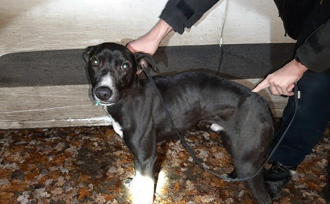 One of the dogs seized during the hare coursing incident in Maidenhead (Thames Valley Police)