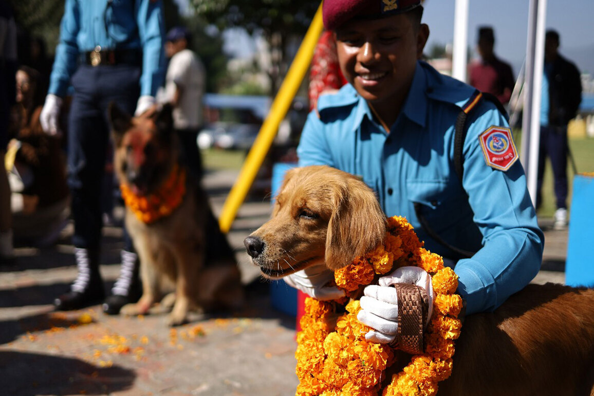 Kukur Tihar: Nepal honours dogs with garlands, feasts, and VIP treatment in unique festival
