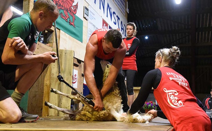 VIDEO: UK shearers set new records