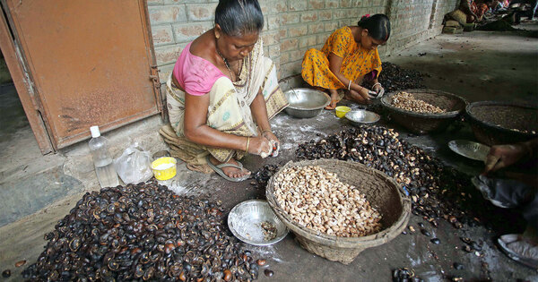 Women-led nano and micro enterprises in rural India key drivers of inclusive growth: Report