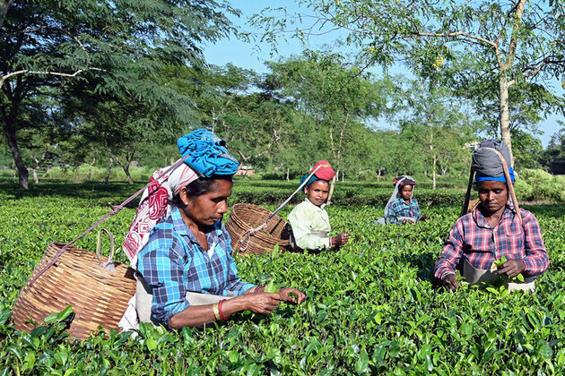 India's tea exports surge 93% to Rs 8,719 crore in FY26: Piyush Goyal hails global demand
