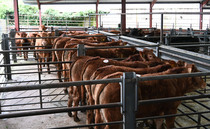  Sales round up: Record averages at Bishops Castle, Angus to 9,400gns online and store cattle to £3,350 at Darlington