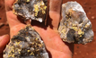 Specimens of outcropping gold within smoky vein quartz that were bulk sampled from the Teds prospect