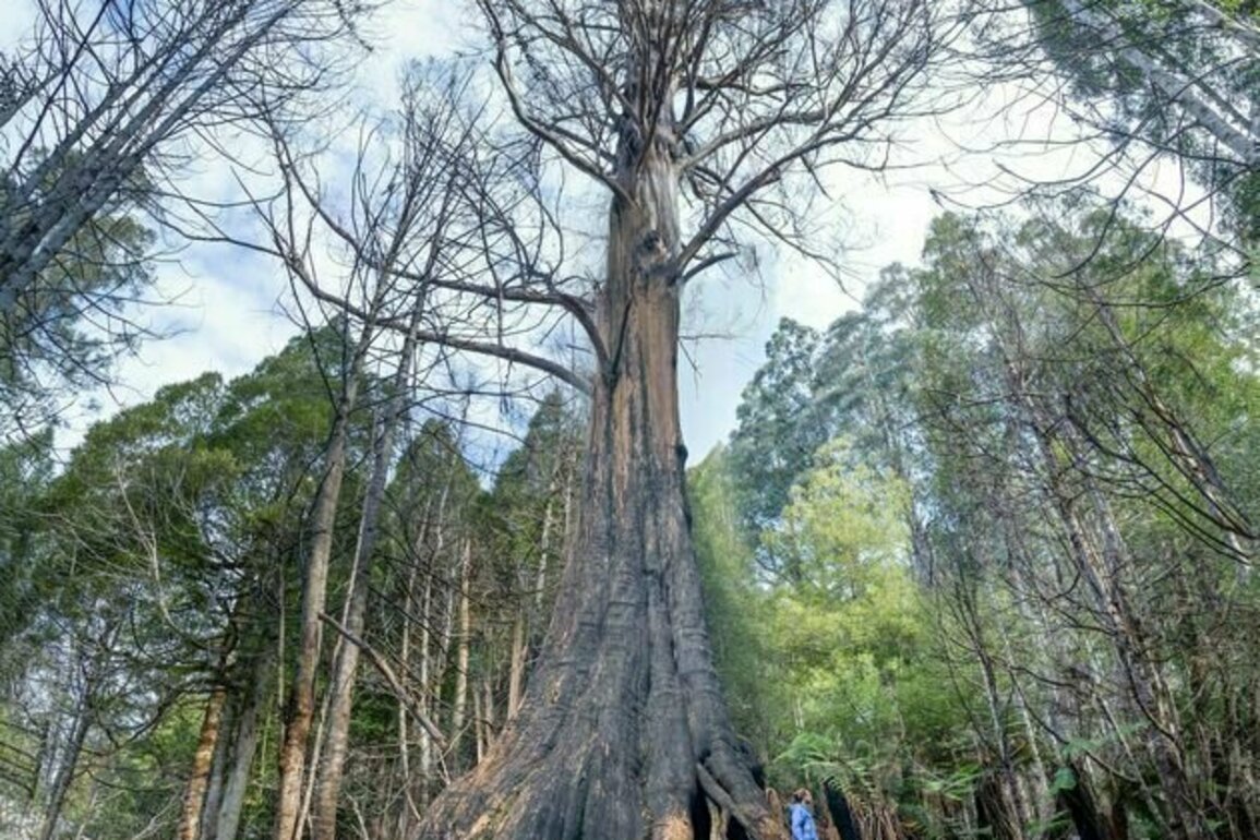 5 ingenious things trees do that human designers can learn from