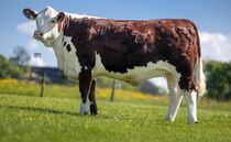 Heifer leads Hoghton View production sale at 7,500gns