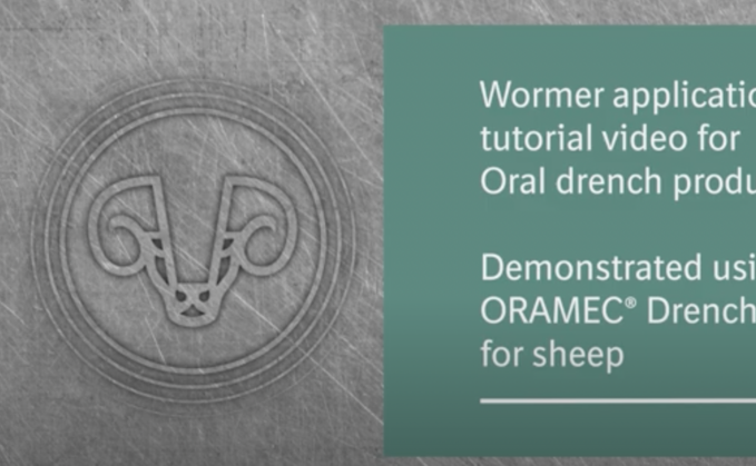 SHEEP Wormers: How to apply ORAL DRENCH products