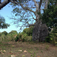 Zanzibar's baobab trees used to be a valued part of society - drone images help prove it