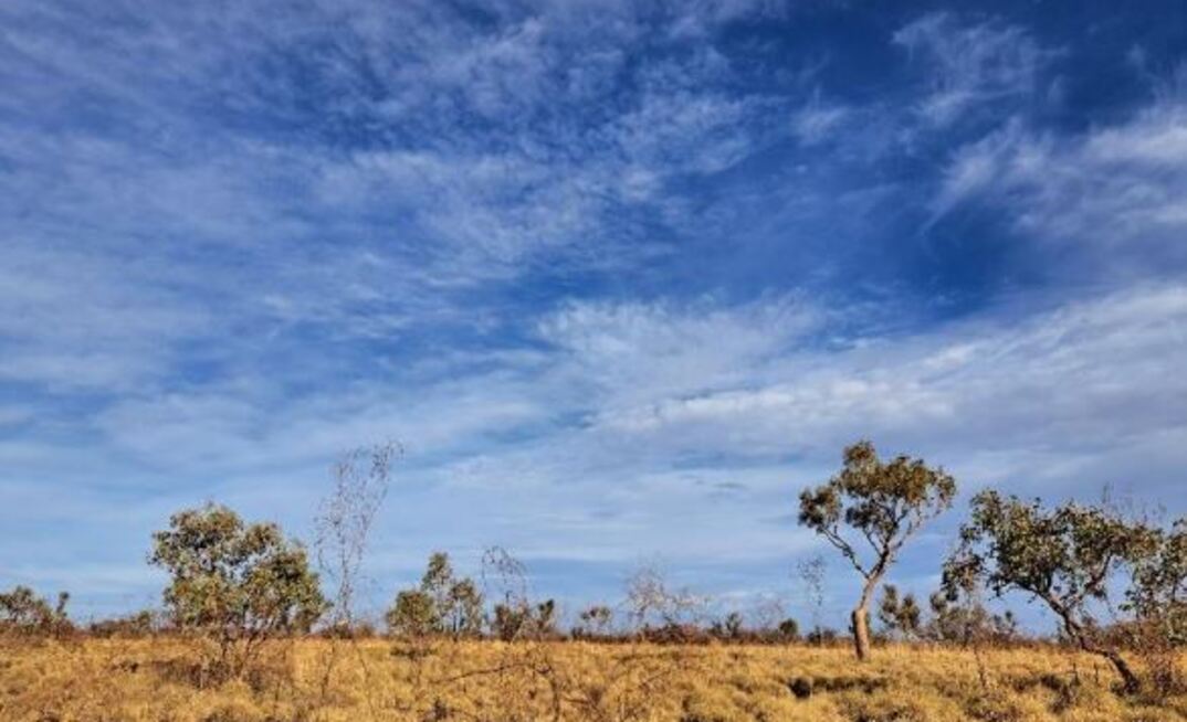 Spinifex grassland with emergent wispy shrubs of Acacia subtilliformis in the foreground.