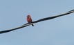 Firefinch in Mali