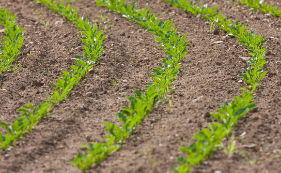 NFU reports overwhelming support for initial sugar beet energy scheme
