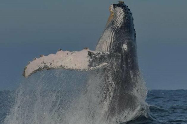 National SPCA threatens prosecutions for whale-killing octopus traps