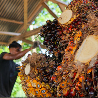 INDONESIA-ACEH UTARA-PALM OIL