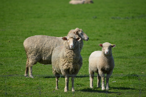 MLA reports Australian sheep producers have remained cautious this year, despite improved market strength and stability.