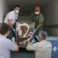 BELGIUM-BRUSSELS-PAIRI DAIZA ZOO-CHINA-GOLDEN MONKEYS-ARRIVAL