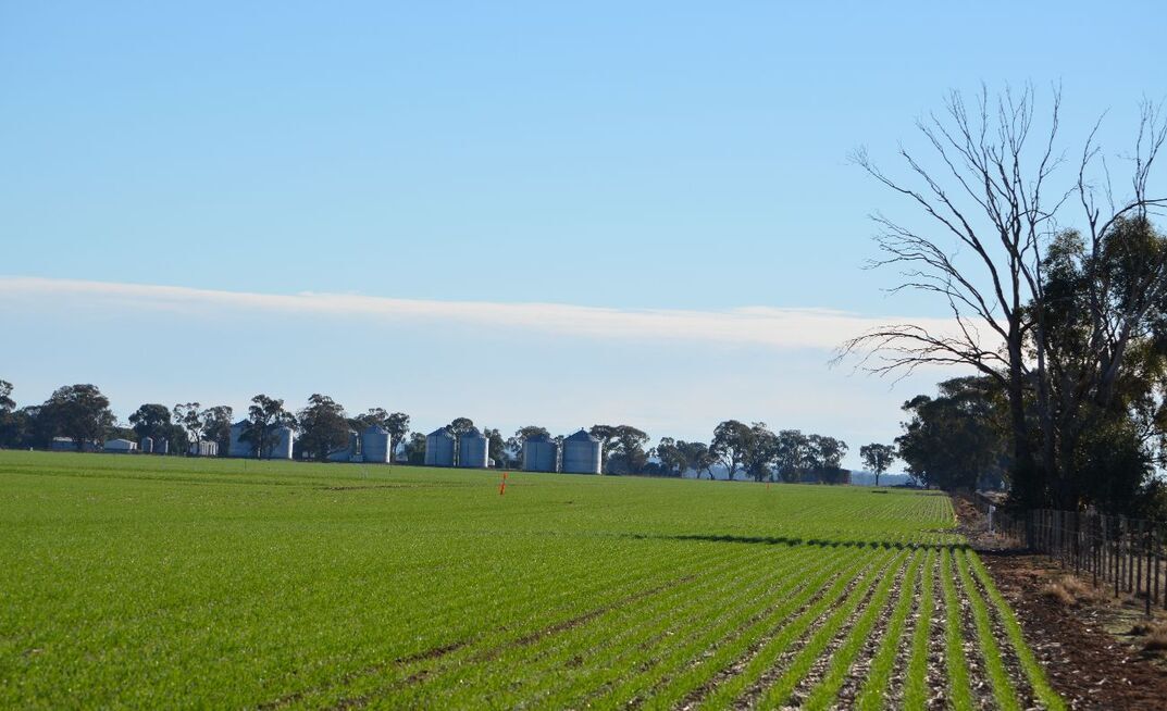 As Australian crops start to emerge, conditions on the other side of the world may have the greatest impact on grain prices.