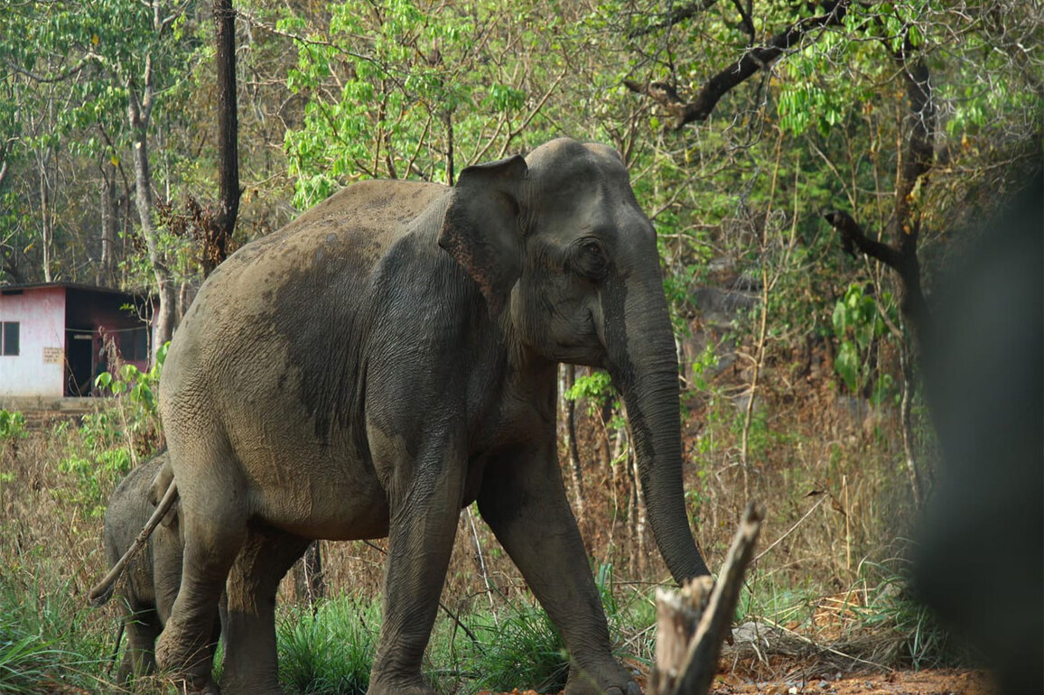 Kerala: Forest Department catches two wild elephants under Operation Gajamukti in Kannur