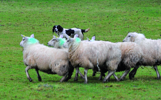 New livestock worrying legislation on the cusp of being passed into law
