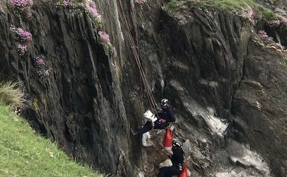 RSPCA calls for dogs on leads after lamb rescued from cliff edge