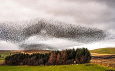 Keeping starlings at bay