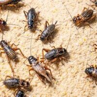 Russians will never eat insects - top MP