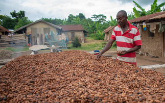 Government urged to back UK 'responsible business' law to protect cocoa farmers