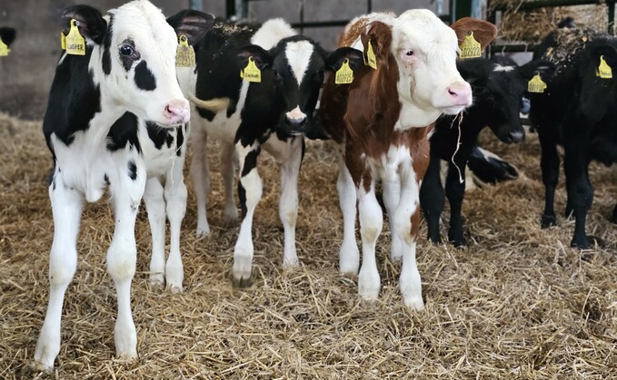 
The golden early life opportunity to maximise pre-weaned dairy heifer calf growth and development requires optimal feeding