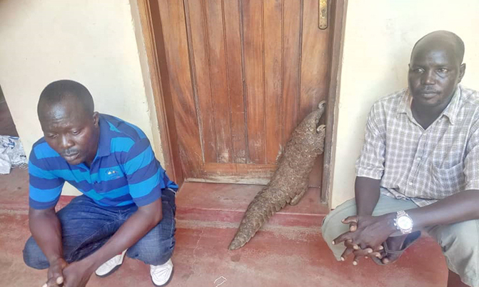 Two S. Sudan security officials arrested over sale pangolin Two S. Sudan security officials arrested over sale pangolin