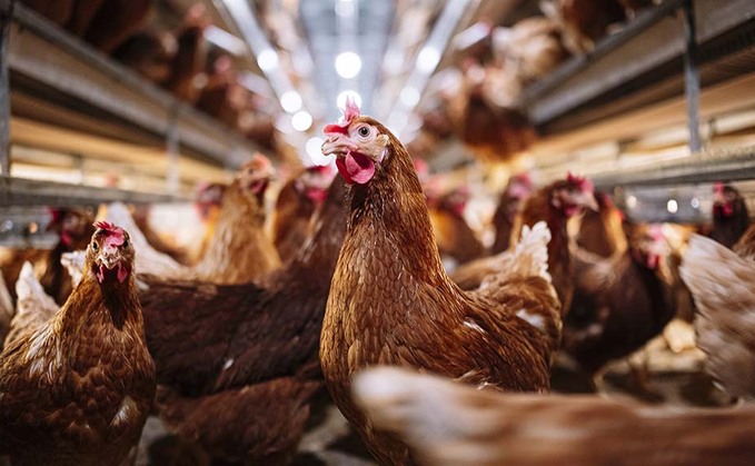 Robert Gooch, CEO of British Free Range Egg Producers Association, was concerned there was a lack of opportunities for egg producers and packers which was 'diminishing confidence' in the sector