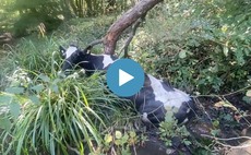 VIDEO: Farmer rescues cows stuck in bog after gate left open