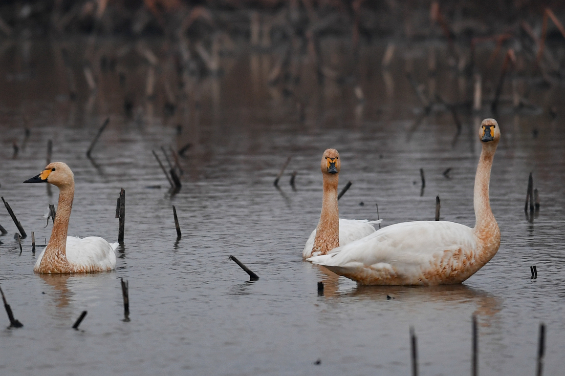 (EcoChina) CHINA-HUNAN-YUEYANG-DONGGU LAKE-MIGRATORY BIRDS-OBSERVATION (CN)