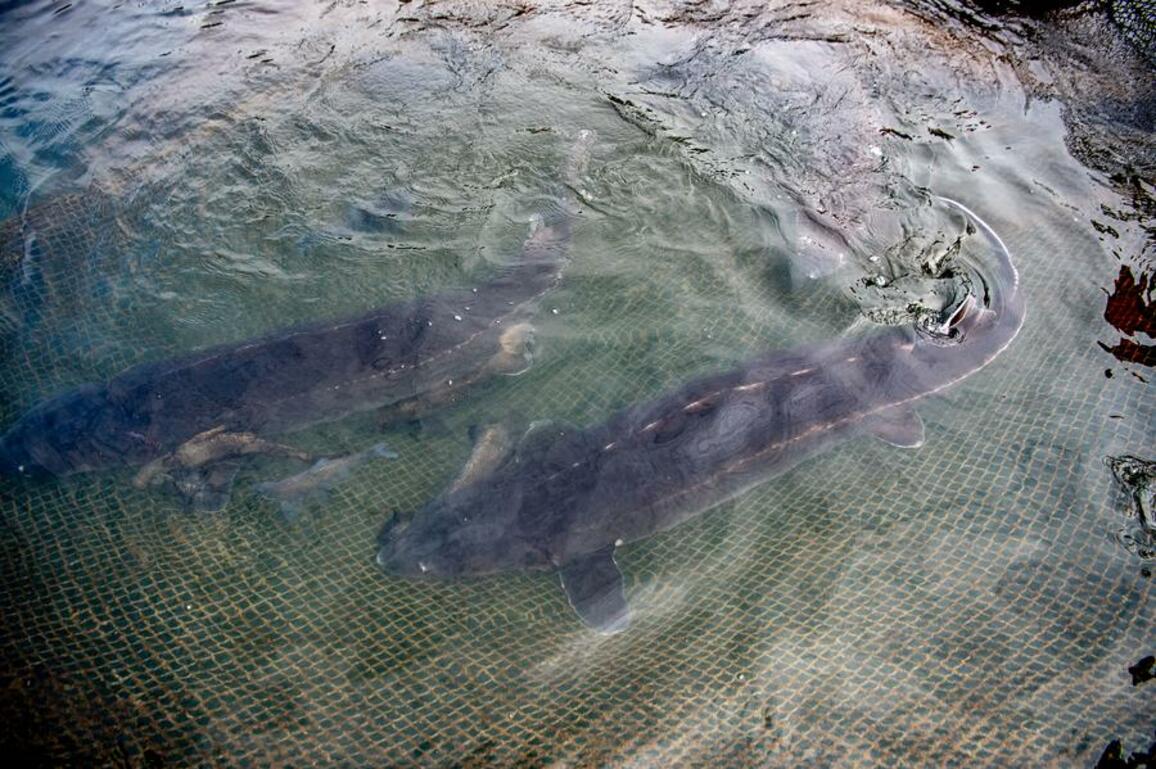 Scientists witness first wild reproduction of Yangtze sturgeon after decades of conservation
