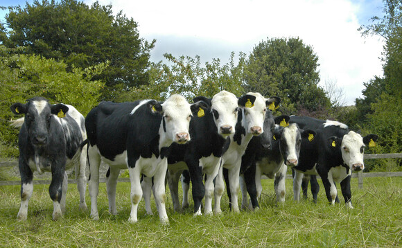 Number of beef cross dairy calves up 77% in 10 years