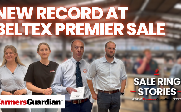 Beltex Premier Sale sees new record of 70,000gns | Sale Ring Stories Ep. 3 
