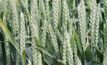  A Hyper Yielding Crop project in Tasmania has recorded a wheat yield of 11t/ha. Image courtesy FAR Australia.