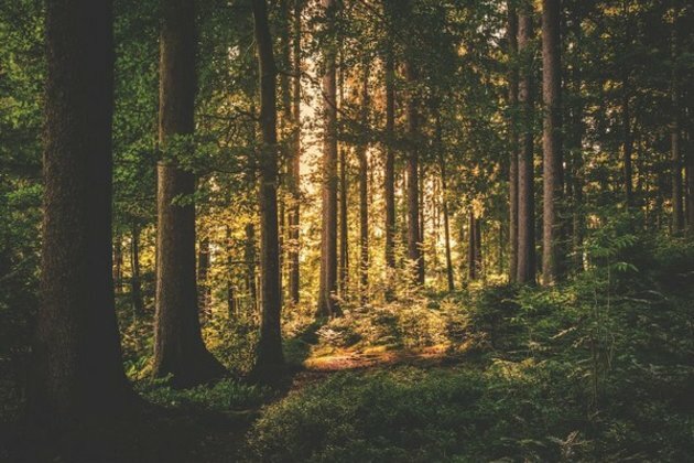 Carbon stock in India increases by 79.4 million tonnes