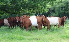 Sheeted Somerset cattle enjoy resurgence in their home county