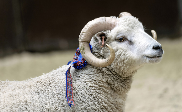 Letters: "I have never received a penny of support specifically for my native breed cattle, sheep and hill ponies"