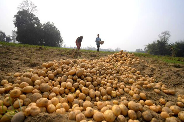 India's processed potato exports surge as Asia's snack demand booms: GTRI