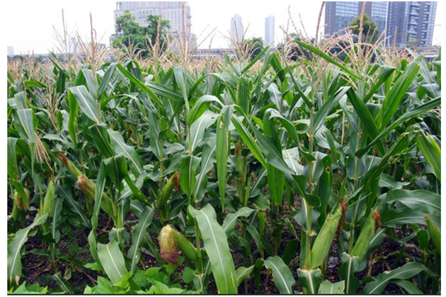 Taiwanese agricultural groups sign LOIs with Indiana for soybeans, corn