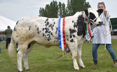 British Blue heifer reigns supreme at Nottinghamshire County Show